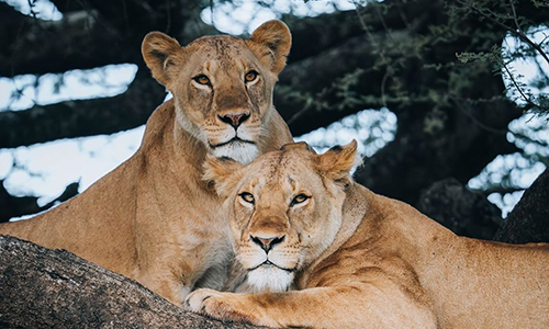 Group Safari Tours Africa